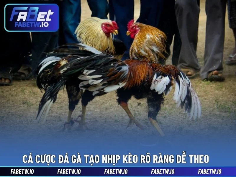 Cá cược đá gà tạo nhịp kèo rõ ràng dễ theo
