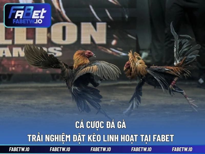 Cá Cược Đá Gà - Trải Nghiệm Đặt Kèo Linh Hoạt Tại FABET