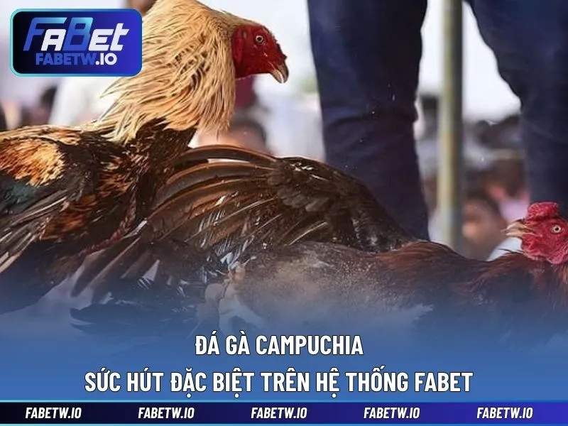 Đá Gà Campuchia - Sức Hút Đặc Biệt Trên Hệ Thống FABET