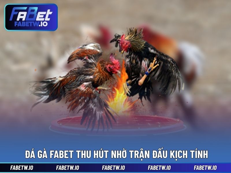 Đá gà FABET thu hút nhờ trận đấu kịch tính