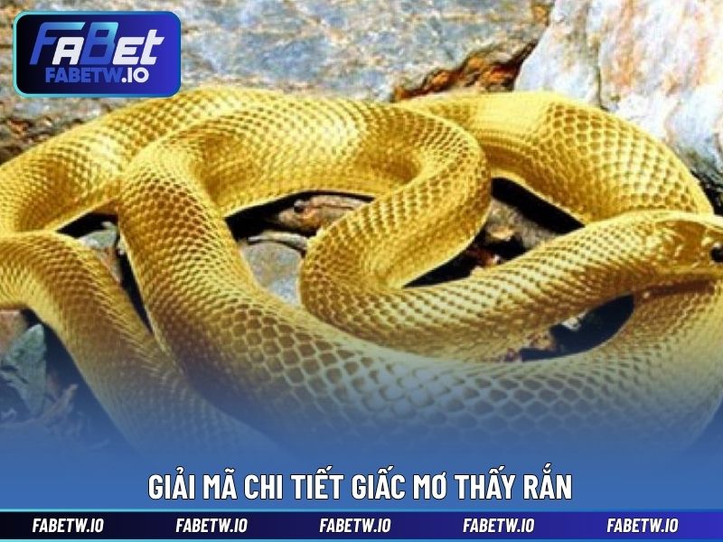 Giải mã chi tiết giấc mơ thấy rắn
