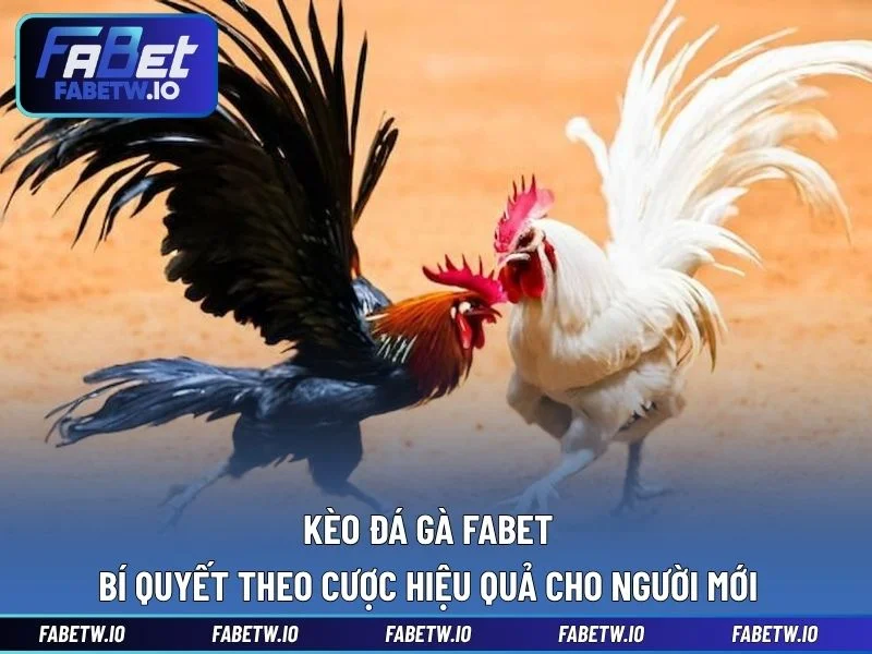 Kèo Đá Gà FABET - Bí Quyết Theo Cược Hiệu Quả Cho Người Mới