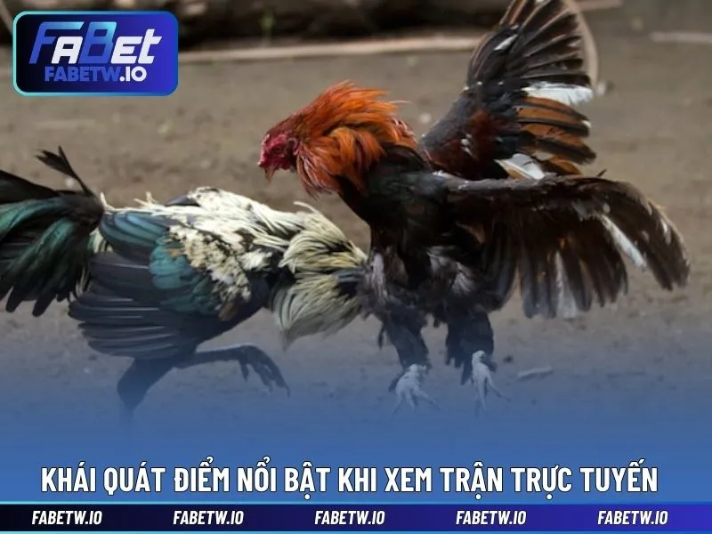 Khái quát điểm nổi bật khi xem trận trực tuyến