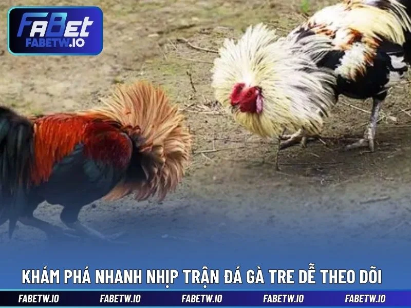 Khám phá nhanh nhịp trận đá gà tre dễ theo dõi