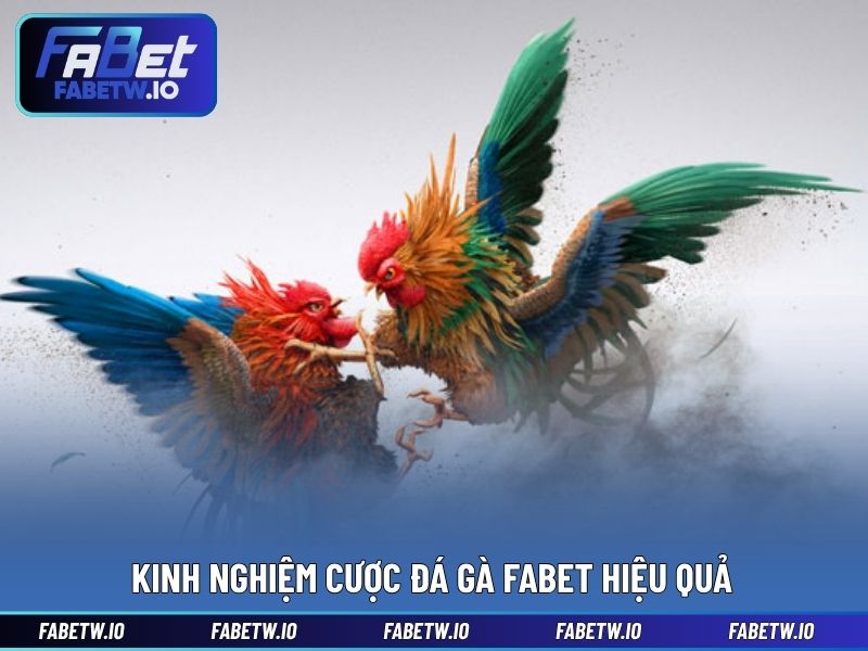 Kinh nghiệm cược đá gà FABET hiệu quả