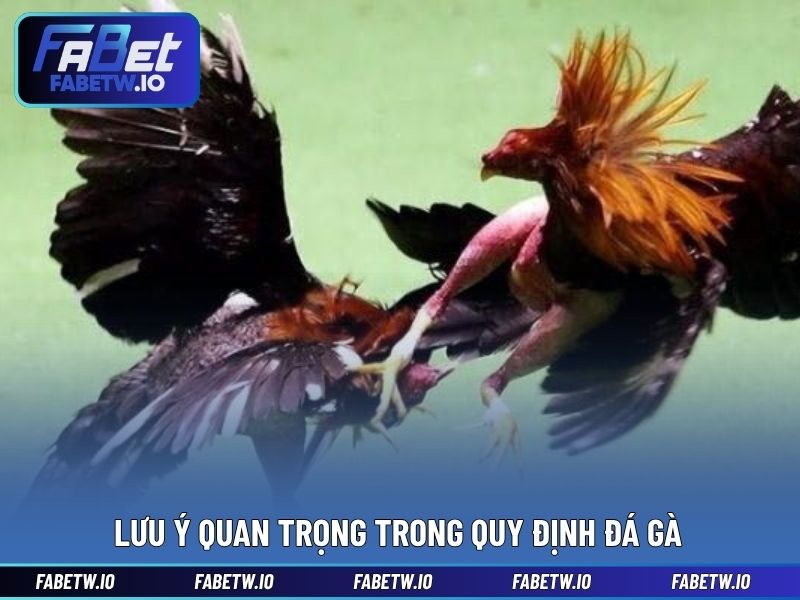 Lưu ý quan trọng trong Quy định đá gà