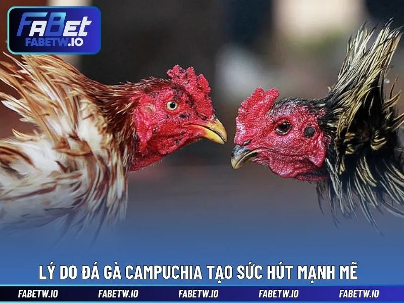 Lý do đá gà Campuchia tạo sức hút mạnh mẽ