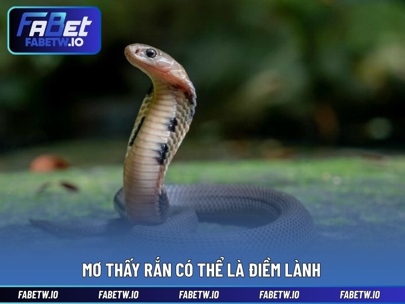 Mơ thấy rắn có thể là điềm lành