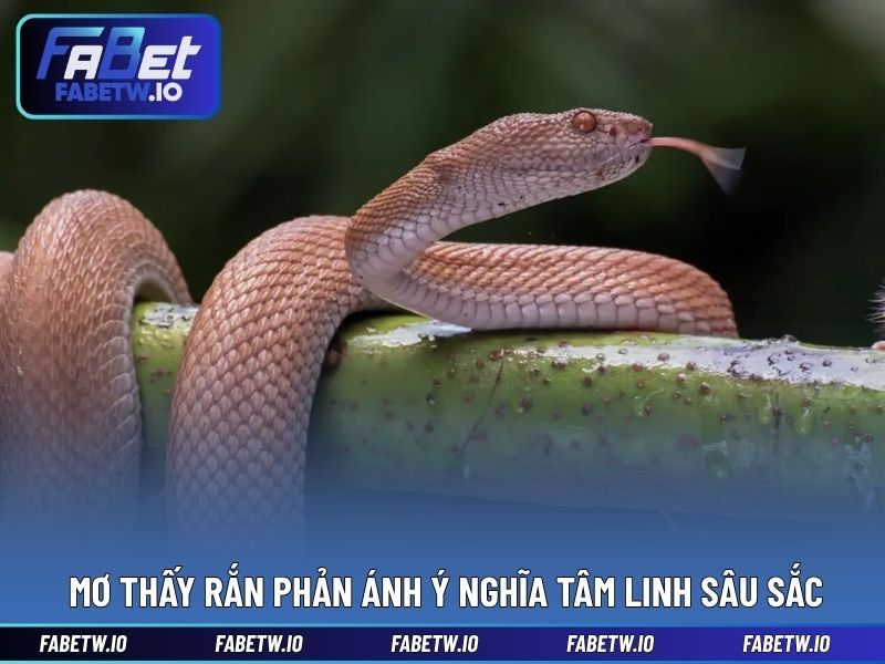 Mơ thấy rắn phản ánh ý nghĩa tâm linh sâu sắc