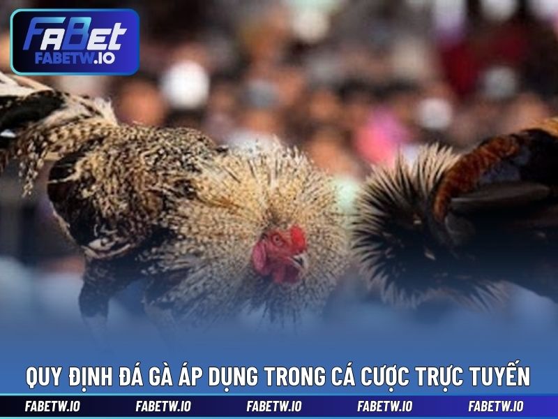 Quy định đá gà áp dụng trong cá cược trực tuyến