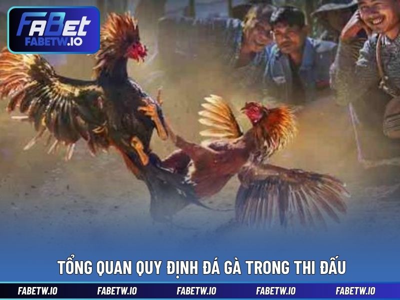 Tổng quan Quy định đá gà trong thi đấu